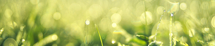 �l���ی���j�g�b�v��